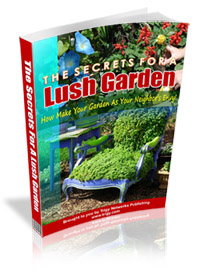 Lush Garden 4